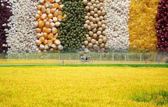 空氣能熱泵烘干機助力自動化農業發展，空氣能糧食烘干機十大優點